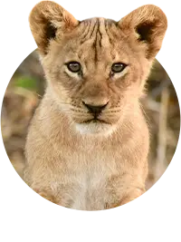 Animaux